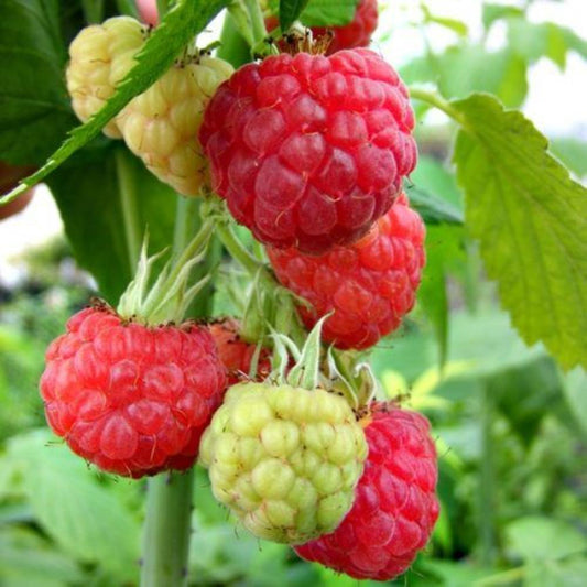 Raspberry Glen Clova 5 Canes 3L