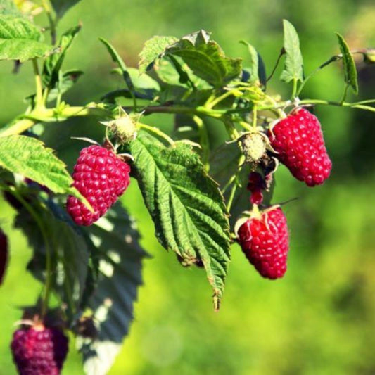 Raspberry Malling Admiral 5 Canes 3L