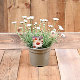 Rhodanthemum Casablanca 2 Litre