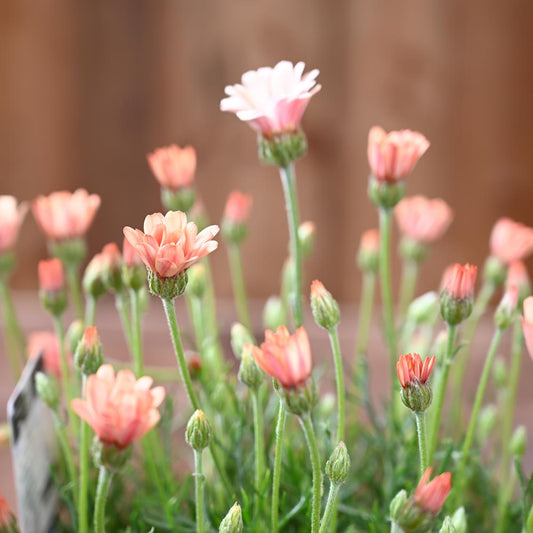 Rhodanthemum Zagora Orange 3 Litre