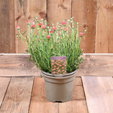 Rhodanthemum Zagora Pink 3 Litre