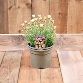 Rhodanthemum Zagora Yellow 3 Litre