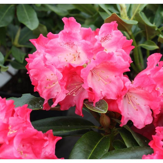 Rhododendrom Yak Morning Red 3L