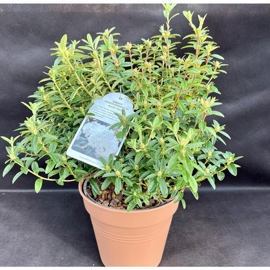 Rhododendron Arctic Tern 3L Alpine/Dwarf White