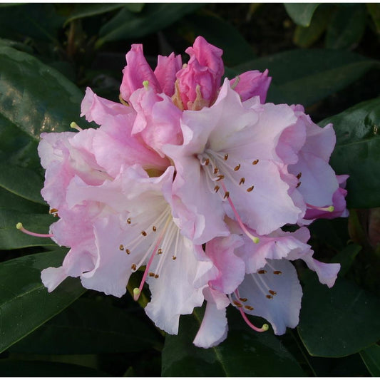 Rhododendron Compact Hybrid Christmas Cheer 7.5L