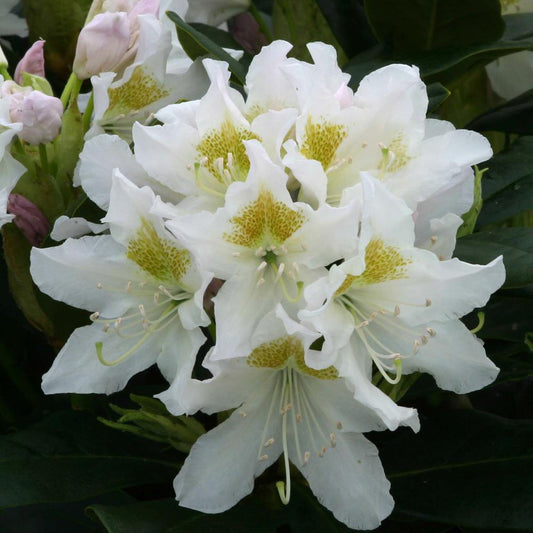 Rhododendron Cunningham'S White 7.5L Hardy Hybrid