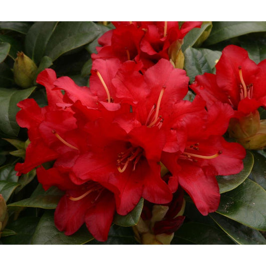 Rhododendron Dwarf Bengal 3L