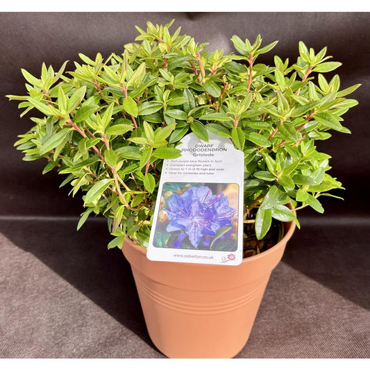 Rhododendron Dwarf Gristede 3L