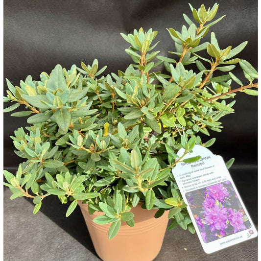 Rhododendron Dwarf Ramapo 3L