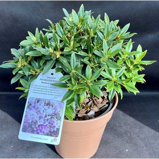Rhododendron Dwarf Robert Selegar 3L