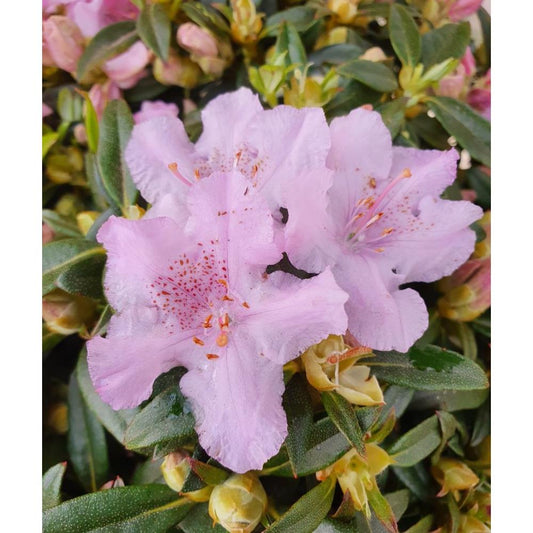 Rhododendron Dwarf Robert Selegar 3L