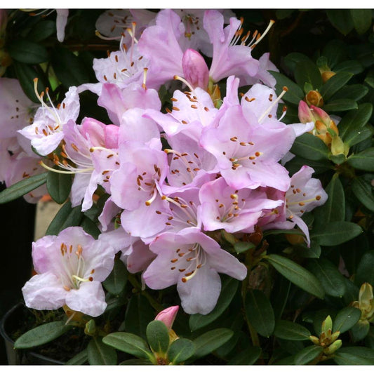 Rhododendron Dwarf Snipe 3L