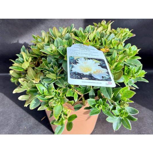 Rhododendron Patty Bee 3L Alpine/Dwarf Yellow