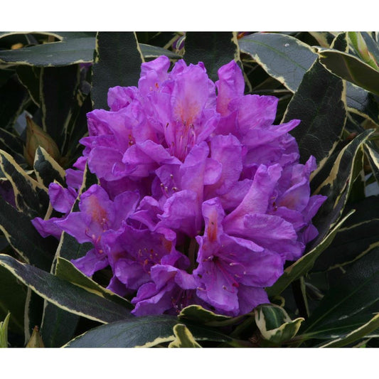Rhododendron Silver Edge 7.5L Hardy Hybrid Variegated