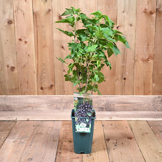 Ribes Nigrum Blackcurrant Ben Sarek 3L