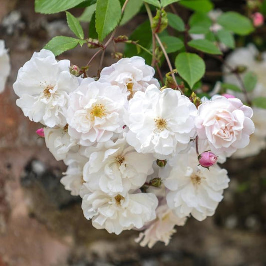 Rose Adelaide D Orleans Rambler 6L