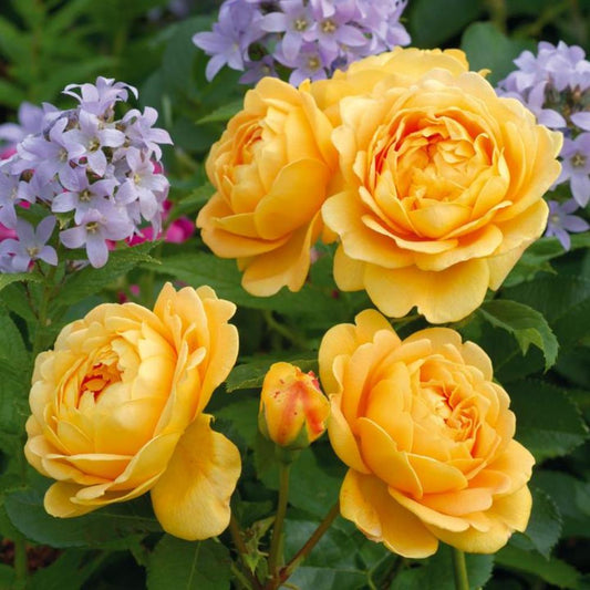 Rose Golden Celebration Shrub 6L