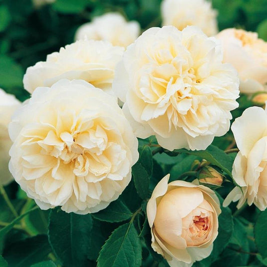 Rose Lichfield Angel Shrub 6L