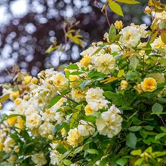 Rose Malvern Hills 6L Rambler