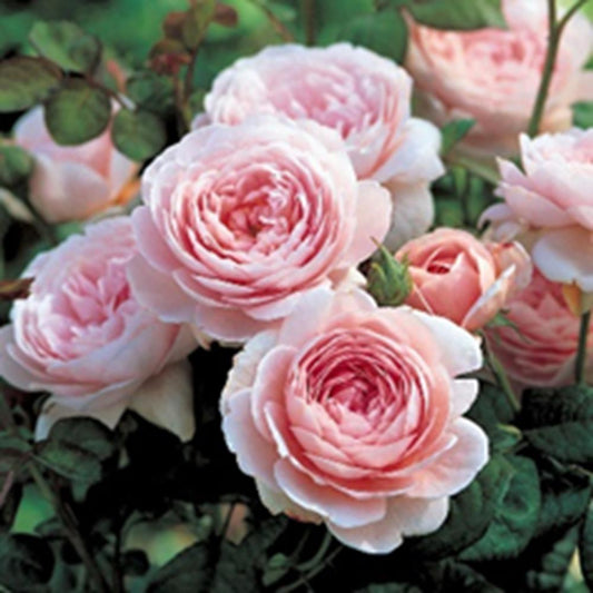 Rose Queen Of Sweden Shrub 6L