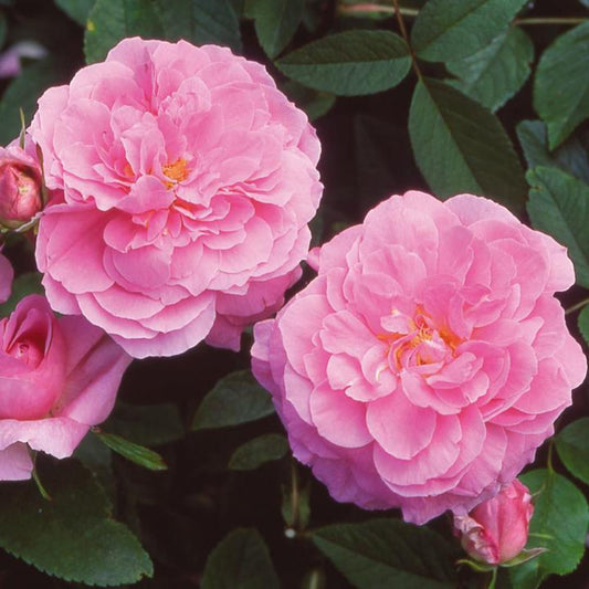 Rose The Mayflower Shrub 6L