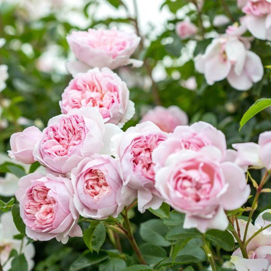 Rose Wildeve Shrub 6L