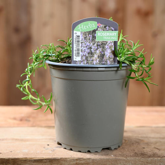 Rosemary Trailing - Rosmarinus Officinalis 1L