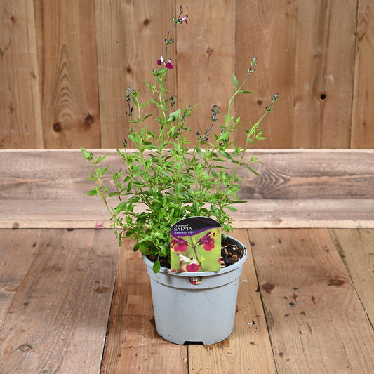 Salvia Greggii Amethyst Lips