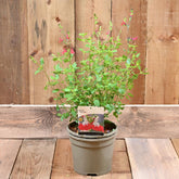 Salvia Microphylla 'Hotlips' 3L