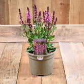 Salvia Rose Marvel 3 Litre