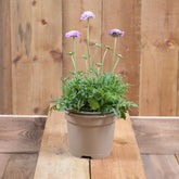 Scabiosa Butterfly Blue 3L