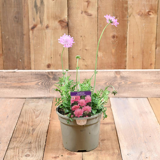 Scabiosa Flutter Rose Pink 3L
