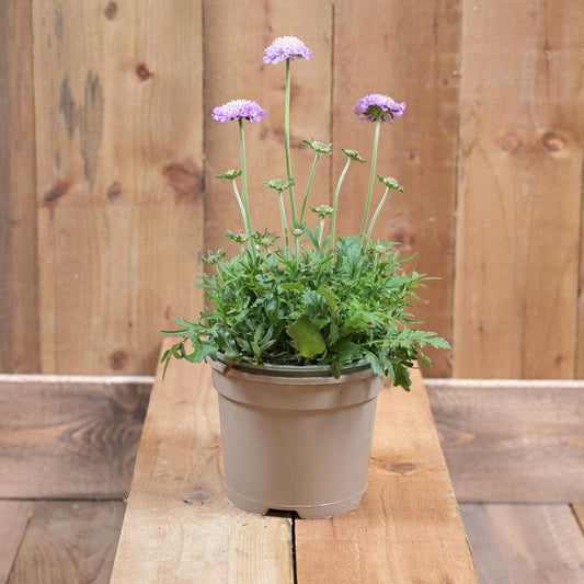 Scabiosa Mariposa Blue 3 L
