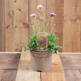 Scabious Butterfly Blue Beauty 1.5L