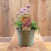 Scabious Pink Mist 17cm Pot