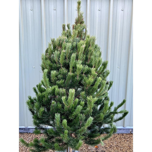 Scots Pine Premium Grade 175/200