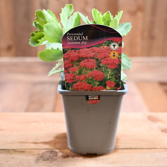 Sedum Autumn Joy 1L