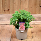 Sedum Autumn Joy 3L