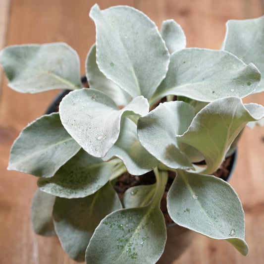 Senecio Angel Wings In a2L Pot