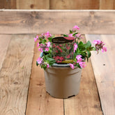 Silene Rollies Favourite 3L