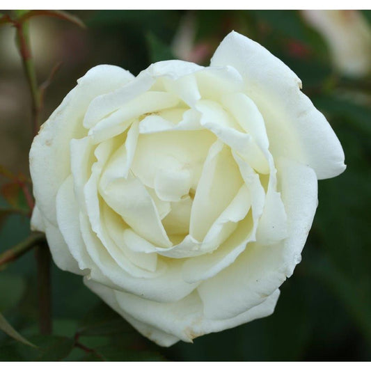 Silver Anniversary 3L