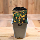 Sisyrinchium Californicum Brachypus
