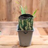 Sisyrinchium Striatum 1L