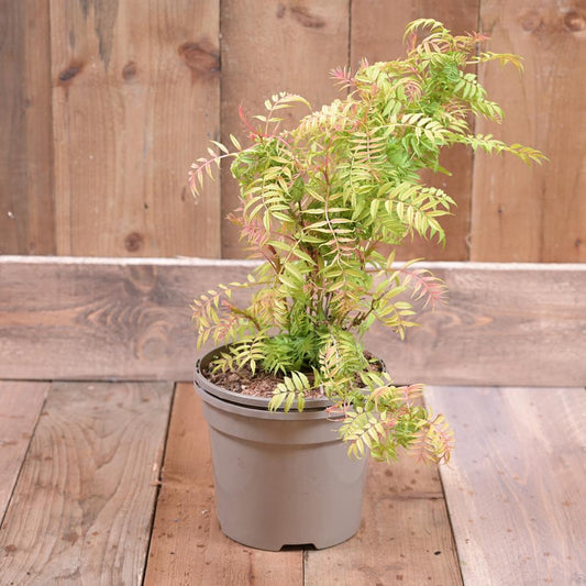 Sorbaria Sorbifolia 'Sem' 3L