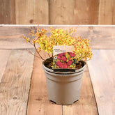 Spiraea Japonica Golden Princess 3L