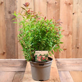 Spiraea Japonica 'Shirobana' 3L