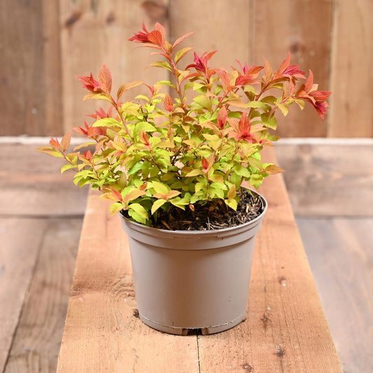 Spiraea Magic Carpet 2L
