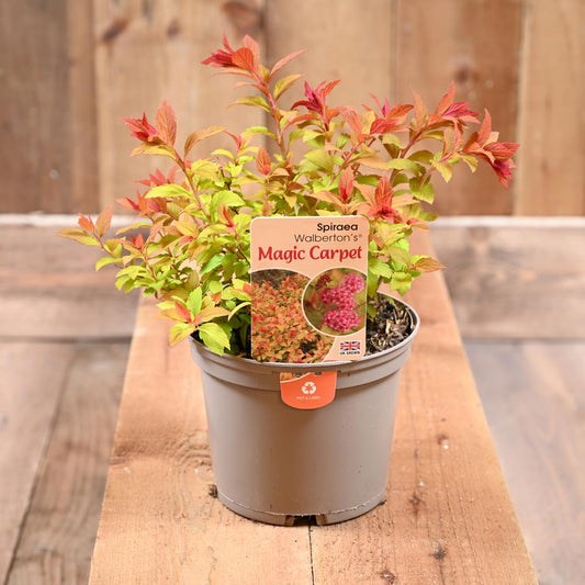 Spiraea Magic Carpet 2L