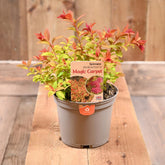 Spiraea Magic Carpet 2L