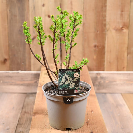 Spiraea Nipponica Snowmound 3L